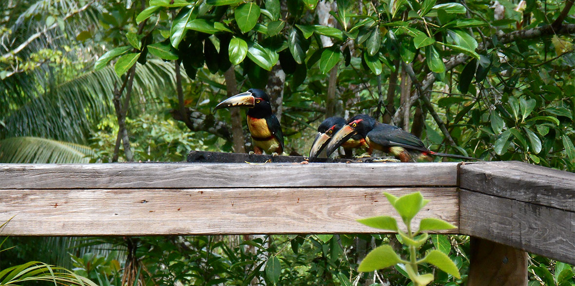 crystal paradise resort birds
