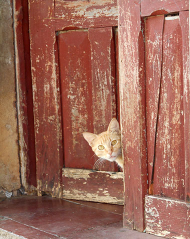 cat at door in el salvador