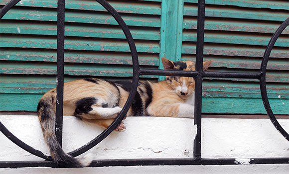 cat at window in el salvador