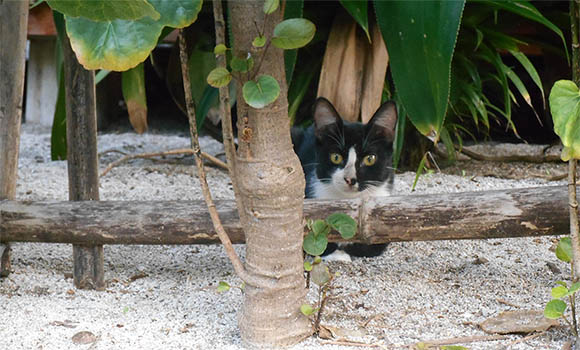 cat on el salvador beach
