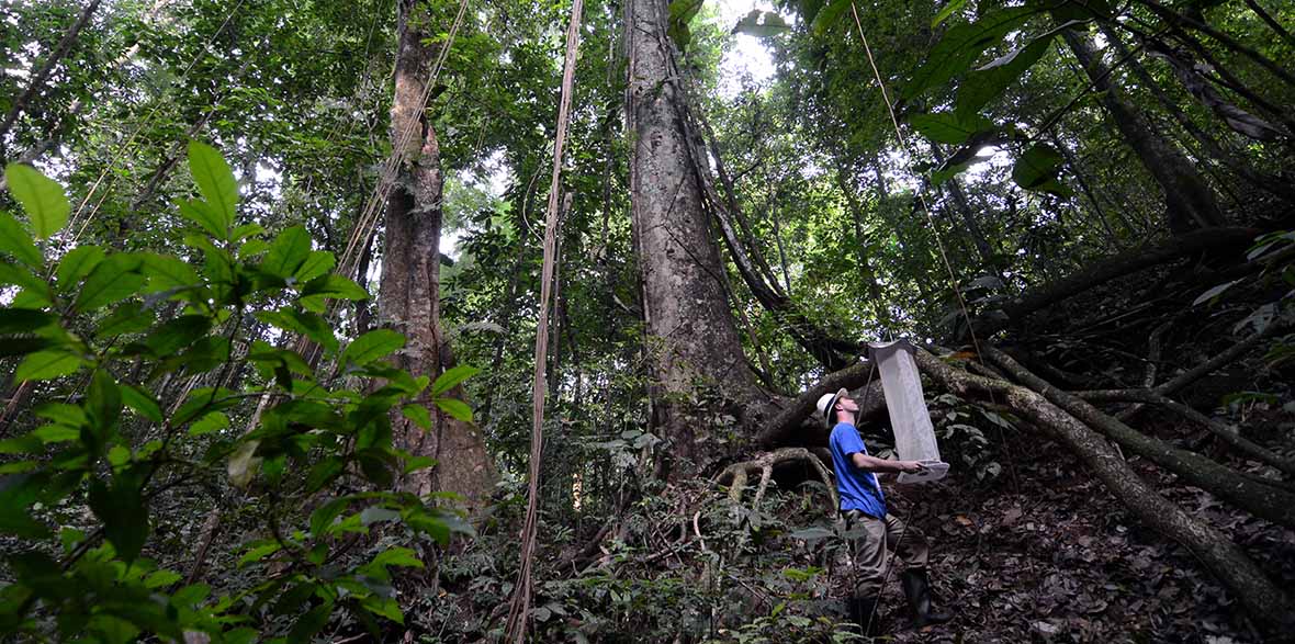 trail in Soberania national park in panama